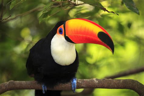 Did You Know Toco Toucan The Living Coast Discovery Center