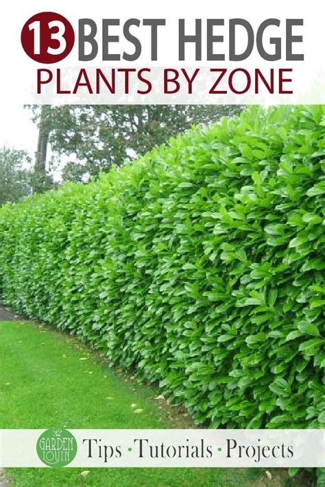 Top 12 Best Hedge Plantsby Zone Gardenlovin Hedges Plants