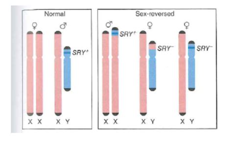 genetics sex determination test flashcards quizlet