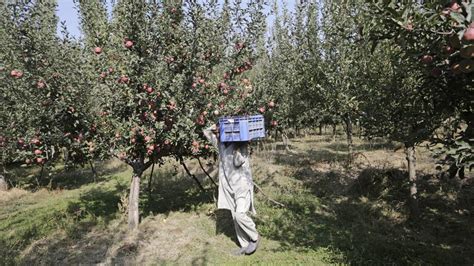 Photos Apple Harvesting Begins In Kashmirs Orchards India News