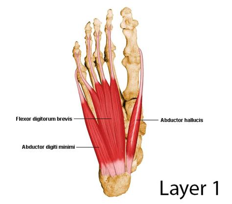 Foot Muscles Diagram