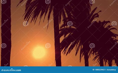 Palm Trees Silhouettes During Sunset Summer Concept Stock Video