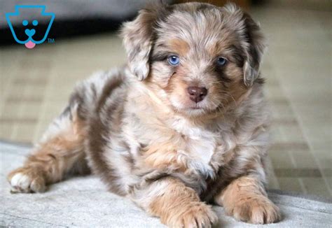 Toy Aussiedoodle Puppies Texas Wow Blog