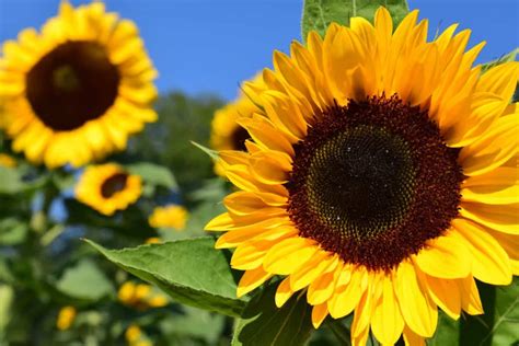 Free Picture Sunflower Flower Field Summer Agriculture Plant
