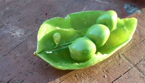 All Sizes Peas And Pod 071109 192 Flickr Photo Sharing