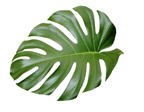 Aesthetic Plant Png png image