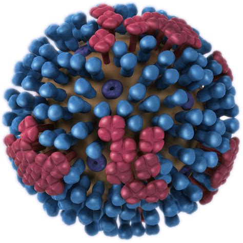 Cdc H1n1 Flu Images Of The H1n1 Influenza Virus