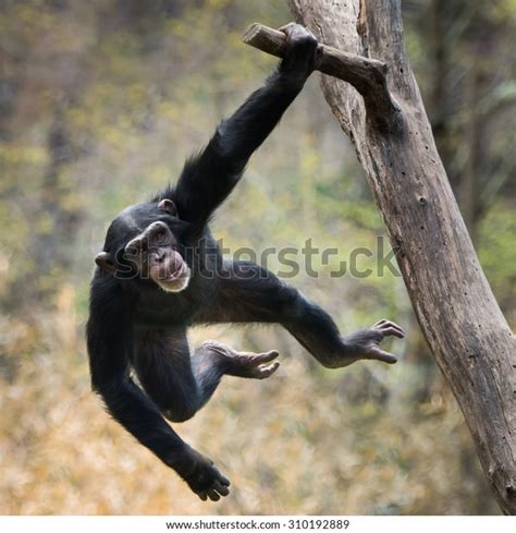 Young Chimpanzee Swinging On Tree Branch Stock Photo Edit Now 310192889