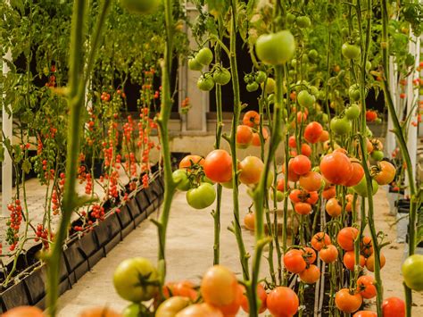 Farm Tomatoes In The Greenhouse Free Stock Photo Public Domain Pictures