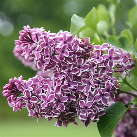 Buy Common Lilac Syringa Vulgaris Sensation