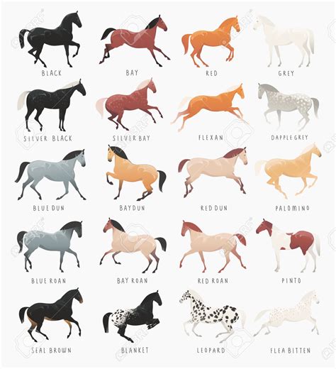 Horse Coat Colors Imgkid Com The Image Kid Has It Coloring Wallpapers Download Free Images Wallpaper [coloring876.blogspot.com]