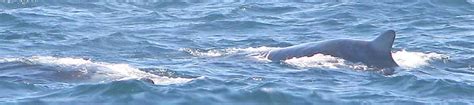 Baird s beaked whale in english. Monterey Bay pelagic trip 15 Sep 2007