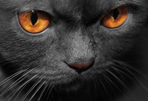 Black Cat Stock Photo Image Of Beautiful Stock Clip