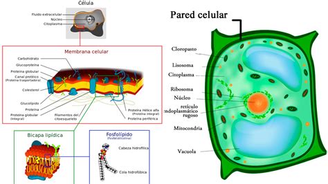 Diferencia Entre Membrana Plasmática Y Pared Celular Que Diferencia