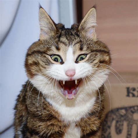 Meet Rexie The Disabled Cat That Wont Let His Problem Stop Him From