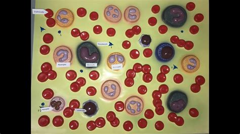 Ccc Online Biology Lab Blood Cell Models Labeled And Unlabeled Youtube