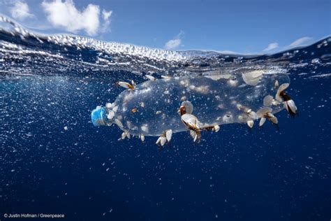 Plastic Floating In The Great Pacific Garbage Patch Greenpeace Usa