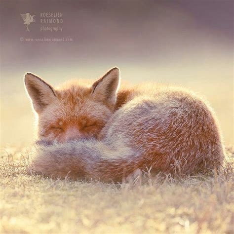 Sleeping Fox By Roeselien Raimond Animals Wildlife