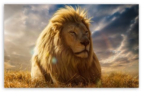 Looking for the best wallpapers? Lion King Ultra HD Desktop Background Wallpaper for 4K UHD ...