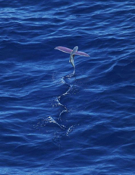 Istimewanya Ikan Terbang Bisa Melayang Sejauh 200 Meter Di Permukaan