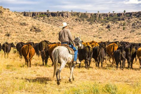 Working Cattle Ranch Vacations In Wyoming Wyoming Dude Ranch Association