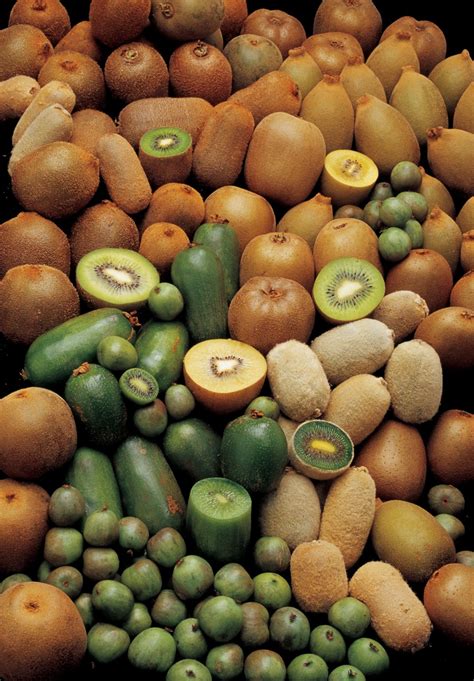 New zealand developed the first commercially viable kiwifruit and developed export markets. Kiwi jackpot | New Zealand Geographic