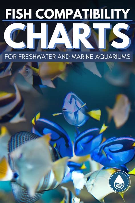 Fish Compatibility Charts For Freshwater And Marine Aquariums In 2020