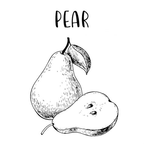 Premium Vector Sketch Hand Drawn Pear