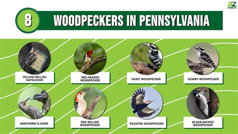 8 Woodpeckers In Pennsylvania Pictures Id Guide And Common Locations