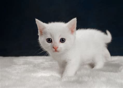 Tổng hợp 93 hình ảnh con mèo trắng đẹp nhất Sai Gon English Center