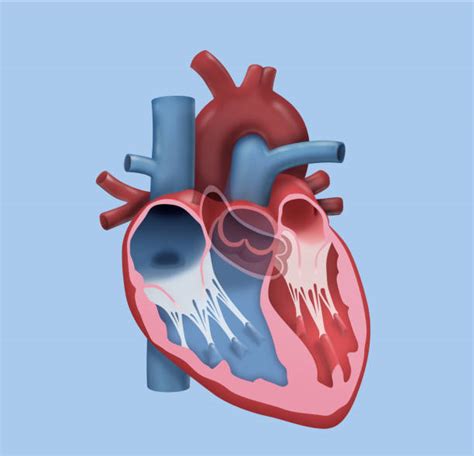 Best Tricuspid Valve Illustrations Royalty Free Vector