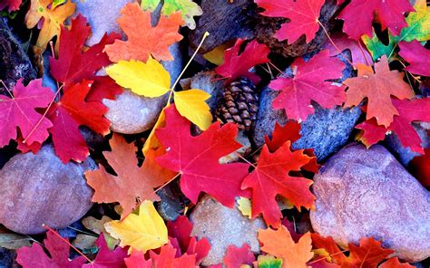 Verschillende Kleuren Herfstbladeren Mooie Leuke Achtergronden Voor