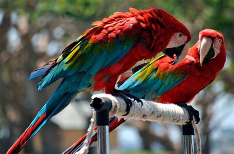 Guacamayo Rojo Aves Exóticas