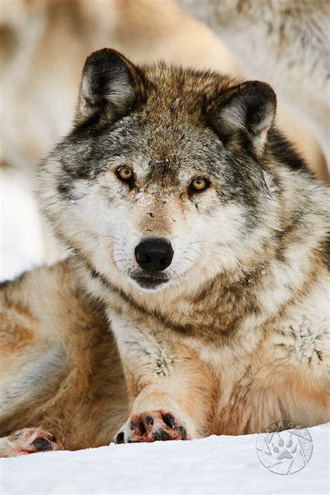 Wolf Pictures Grafphoto Nature Wall Art Canvas Prints Abstracts