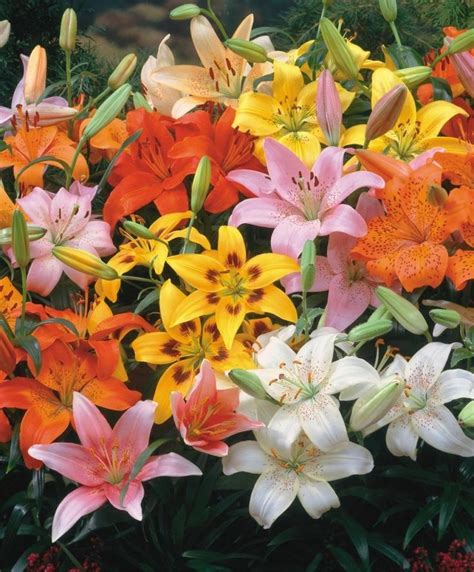 The Asiatic Lily Rainbow Mixture Naturalizing Lily Mixtures Hardy