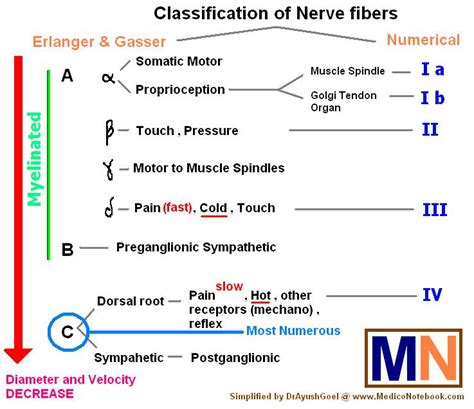 Mediconotebook Nerve Fibers