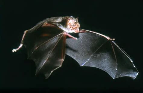 Vampire Bat Organic Articles