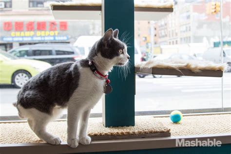 Eat, drink, play, and adopt the newest member of your household. On the Greatest Day Ever, America's First Cat Cafe Opens ...