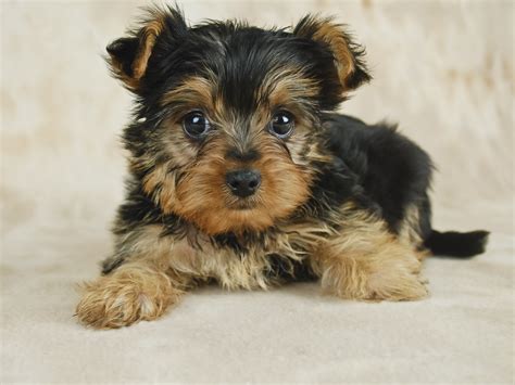 The simplest way to provide for your dog the best dog food for yorkies is to feed him a toy breed dog food. How to Take Care of a Teacup Yorkie Puppy