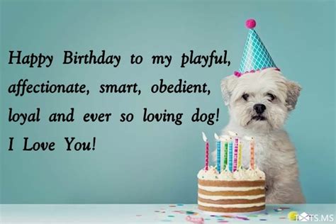 Birthday Wishes For Dogs Messages Quotes And Pictures Webprecis