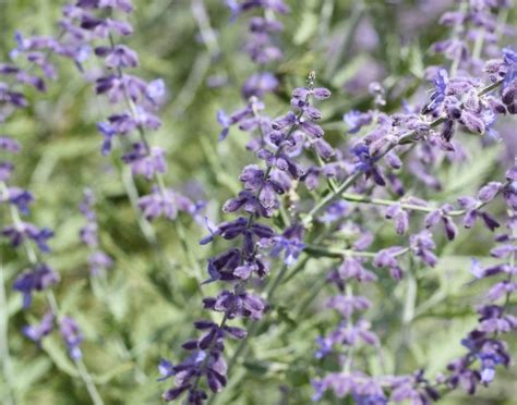 Summer flowering low maintenance shrubs. Top 10 beautiful low-maintenance flowering plants ...