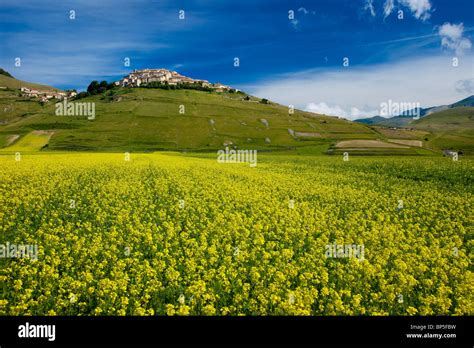 Acres Of Yellow Wildflowers Below The Medieval Town Of Castelluccio In