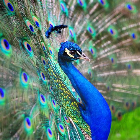 One Of Several Peacocks Which Roam Around The Grounds With Images
