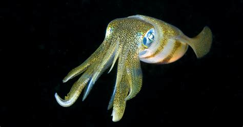 First squid MRI study shows brain complexity similar to dogs