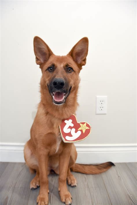 Alpine valley german shepherds is a premier german shepherd breeder. Kleio | Dog halloween costumes diy, Dog halloween costumes ...