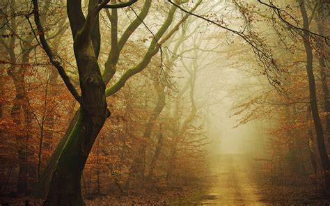 Nature Moss Forest Dirt Road Fall Mist Path Leaves Atmosphere