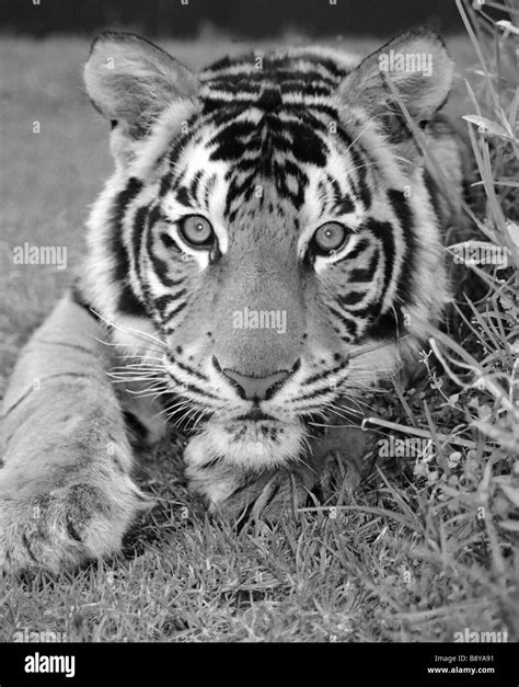 A Sub Adult Bengal Tiger Stock Photo Alamy