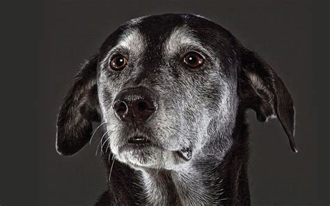 Beautiful Old Dogs Touching Portraits Of Our Senior Best Friends