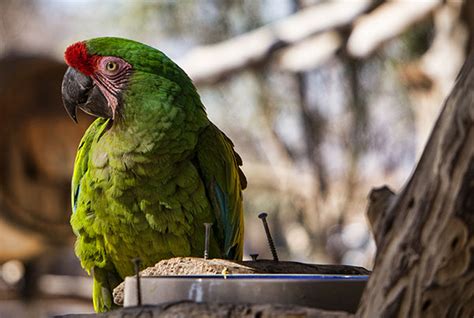 See Rare And Exotic Animals At Wildlife World Zoo Phoenix