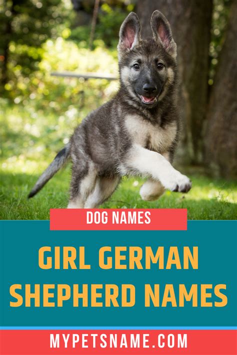 Girl German Shepherd Names German Shepherd Names Girl Pet Names